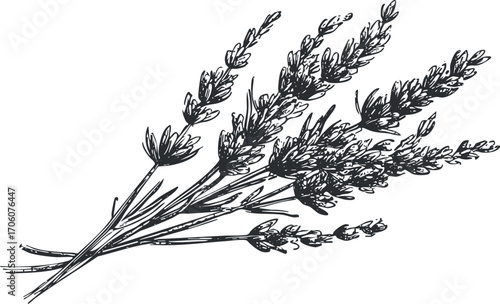 Illustration of a bunch of lavender showcasing its delicate flowers and stems.