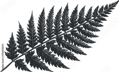 A detailed illustration of a fern leaf showcasing its intricate structure and natural beauty.