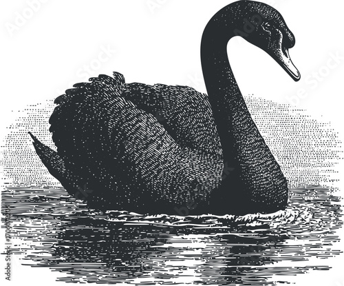 A detailed vintage illustration of a black swan gracefully swimming on water.