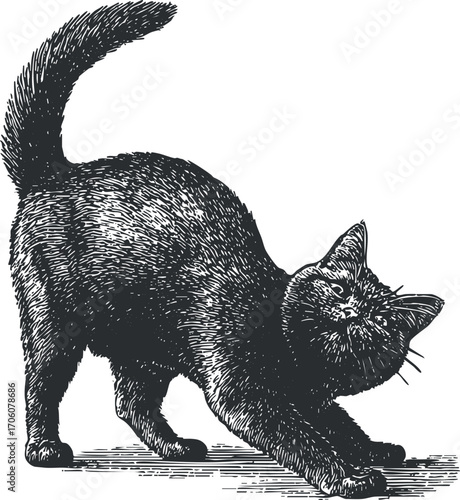 A vintage illustration of a stretching black cat in a playful pose.