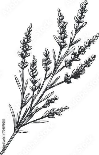 A detailed sketch of a lavender plant showcasing its elegant flowers and leaves.