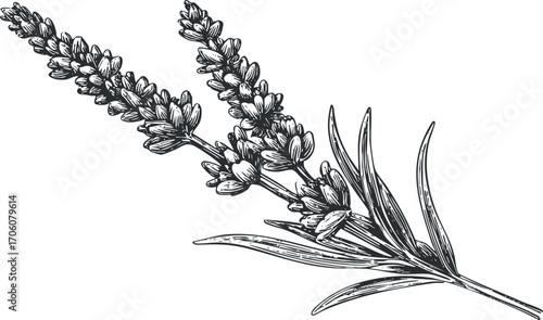 A hand-drawn illustration of lavender flowers and leaves showcasing their intricate details.