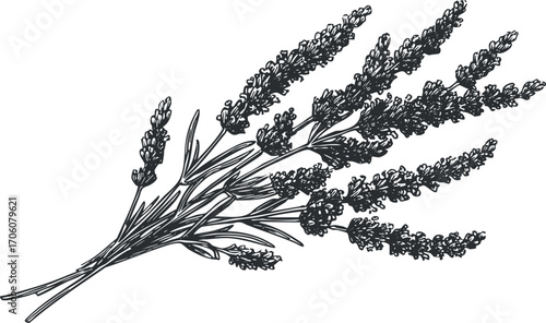 Illustration of a hand drawn lavender plant showcasing its delicate flowers and leaves