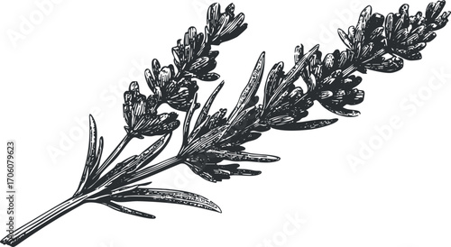 A detailed hand-drawn illustration of a lavender sprig showcasing its delicate flowers and leaves.