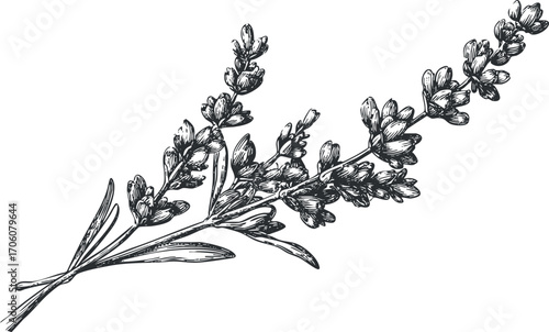A detailed black and white illustration of a lavender flower branch showcasing its natural beauty.