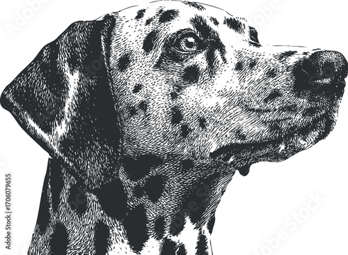 Detailed illustration of a Dalmatian dog showcasing its distinctive spotted coat and profile.