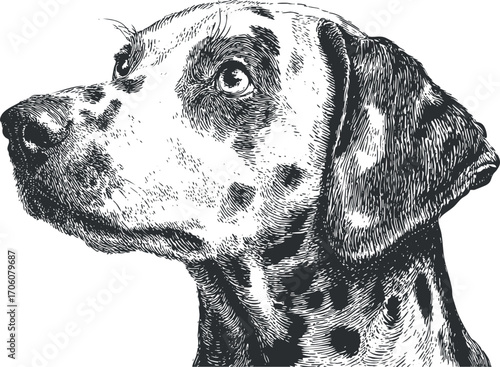 Detailed illustration of a Dalmatian dog in profile showcasing its distinctive features.