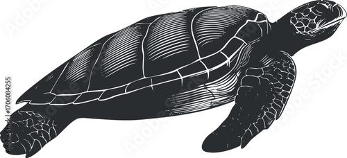 Illustration of a detailed turtle swimming gracefully in black and white style