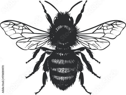 Detailed illustration of a bee showcasing its wings and body structure in black.
