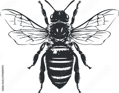 A detailed black and white illustration of a bee showcasing its wings and body structure.