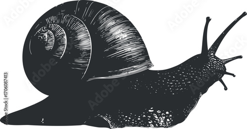Detailed illustration of a snail showcasing its unique shell and body features.