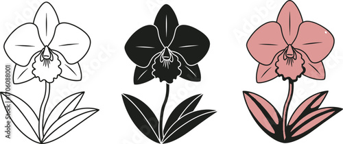 Orchid Flower Set Outline, Silhouette and Color with White Background