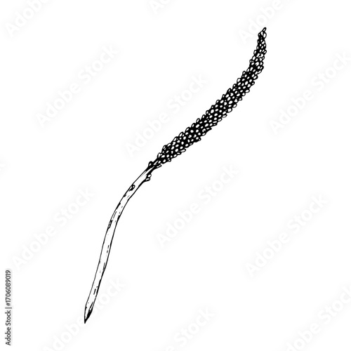 Hand drawn vector illustration of plantain Plantago spike, showing slender flowering stem with seeds, used in herbal medicine, apothecary packaging, organic cosmetics and natural remedy labels