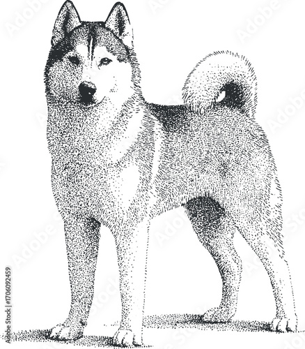 A detailed line art illustration of a standing Husky dog showcasing its unique features.