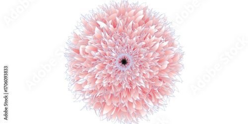 Chrysanthemum bud isolated on white vector set. Realistic flower bud.parachutes dandelion. Copy space. soft focus on water droplets. circular shape, abstract....