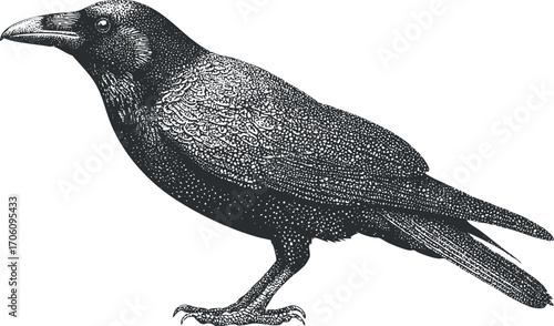 A detailed illustration of a crow showcasing its unique features and characteristics.