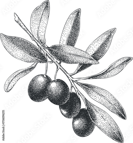 Detailed illustration of an olive branch with leaves and ripe olives on a white background
