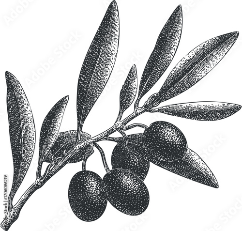 Detailed illustration of an olive branch with leaves and ripe olives on it.