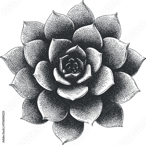 Detailed black and white illustration of a succulent plant showcasing intricate leaf patterns.