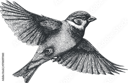 A detailed illustration of a bird in flight showcasing its wings and feathers.