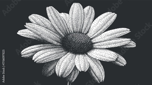 A detailed black and white illustration of a daisy flower showcasing its petals and texture.
