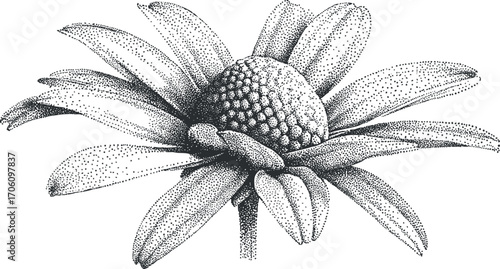 Detailed illustration of a daisy flower showcasing its unique petals and structure.