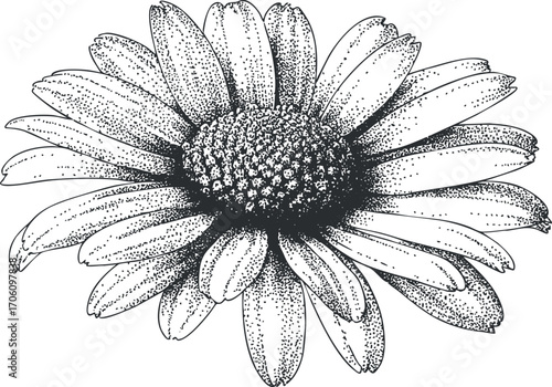 Detailed black and white sketch of a daisy flower showcasing its intricate petals and center.