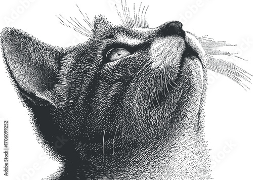 A detailed illustration of a cat's head looking upwards, showcasing its expressive eyes and whiskers.