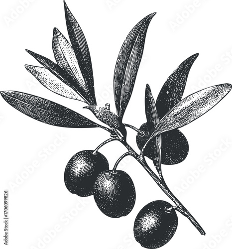 Vintage illustration of an olive branch with leaves and fruit, showcasing natural beauty and agriculture.