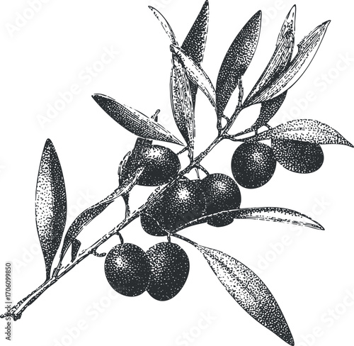 Black and white illustration of an olive branch with leaves and ripe olives.