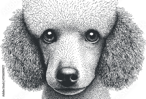 Detailed black and white illustration of a poodle showcasing its distinct curly fur and expressive eyes.