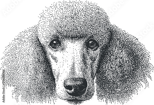 Stylized illustration of a poodle's face showcasing its fluffy fur and expressive eyes