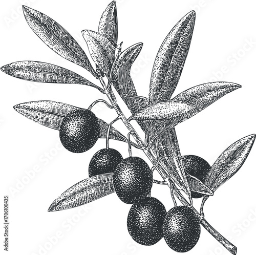 Vintage illustration of an olive branch with leaves and fruit showcasing natural beauty and culinary use.