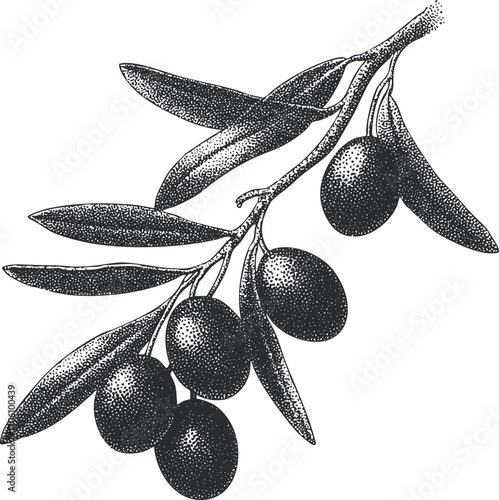 Illustration of an olive branch with dark green olives and leafy foliage.