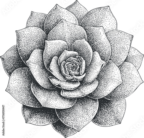 A detailed black and white illustration of a succulent plant showcasing its beautiful layered leaves.