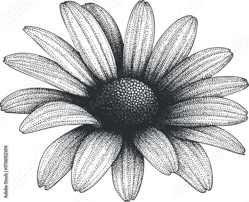 A detailed black and white illustration of a daisy flower showcasing its unique petals and structure.