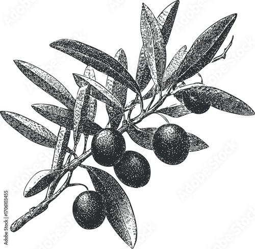 A detailed vintage illustration of an olive branch with leaves and ripe olives.