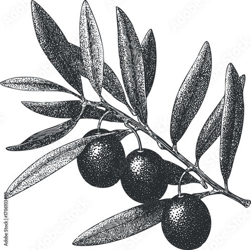 Detailed black and white illustration of an olive branch with leaves and ripe olives.