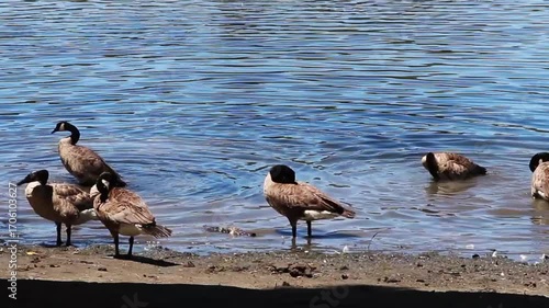 Small Group Of Canada Geese In Lake And Standing On Shore Preening And Flapping Wings
