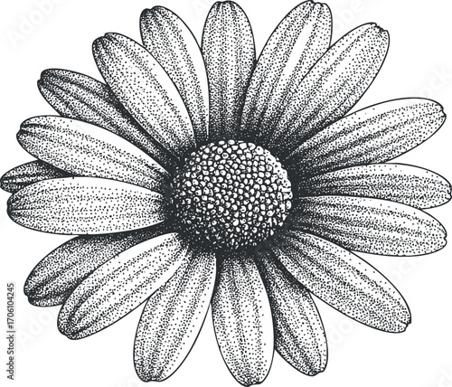 A detailed black and white illustration of a daisy flower showcasing its petals and center.