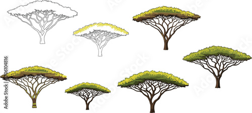 Acacia tree vector illustration, African savanna tree set, flat top trees clipart, safari landscape plants, wildlife forest foliage, nature graphic design