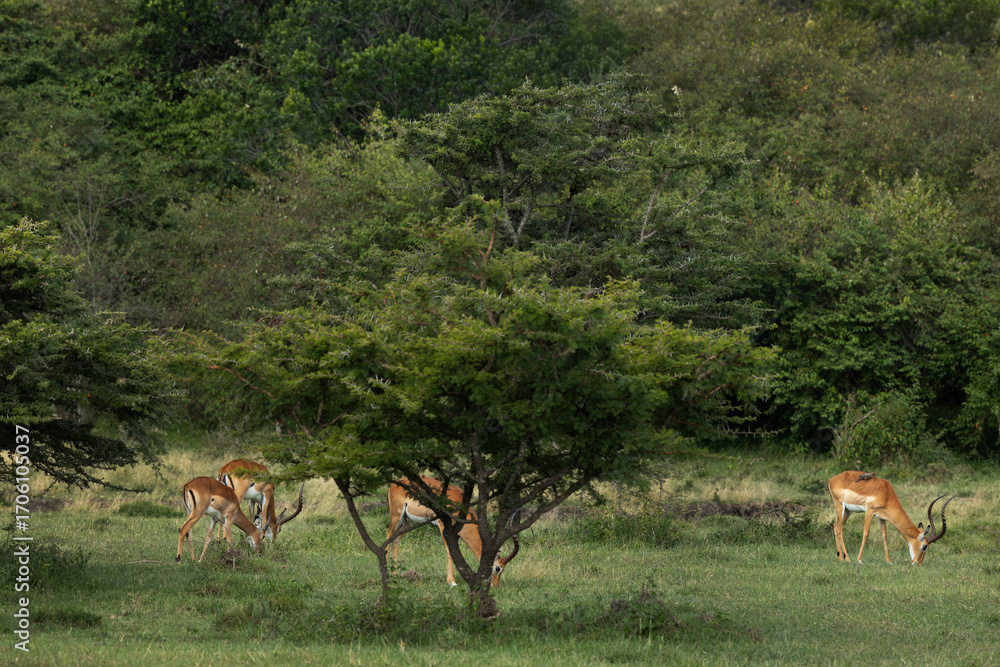 Fototapeta premium Impalas grazing in the wooden forest of Masai Mara, Kenya