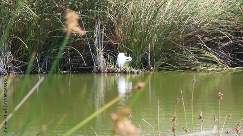  Pond With Green Reeds And Great White Egret Preening In Background Wetlands Petaluma California
