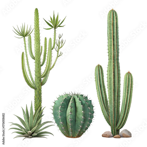 Desert Cactus Collection: Three Diverse Species Isolated on White on transparent background