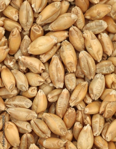 Close-up view of many wheat kernels