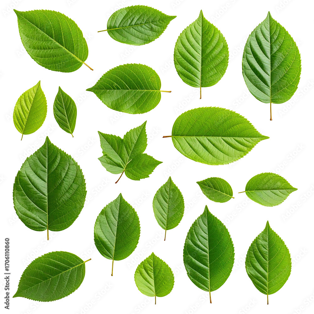 Fototapeta premium Fresh green leaves arranged in a grid pattern