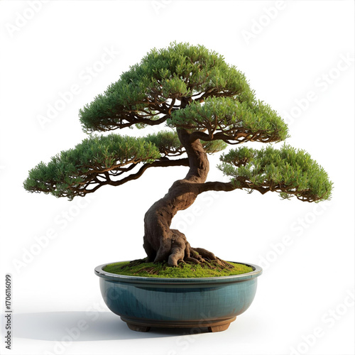 Elegant bonsai tree with lush green foliage, artfully shaped in a ceramic pot against a clean white background.