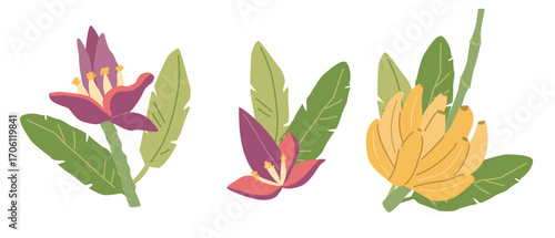 Colorful banana plant and flowers illustrations with green leaves.