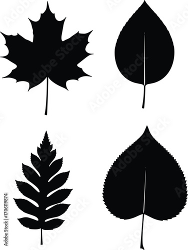 Set of four black leaf silhouettes, nature icons, maple, aspen, fern, linden leaves, botanical shapes, seasonal foliage, plant design elements