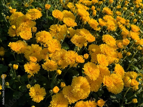 Yellow garden mums chrysanthemum autumn flowers.